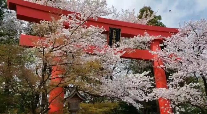 冠稲荷神社も桜の花が咲き誇り、華やかになりました。まだ、肌寒い日もありますが、暖かな日差しが木や花や人にも、優し季節となり、晴れやかな気持ちにさせてくれます。そんな素敵な春の日に結婚式を挙行されたカップル参進の様子をご紹介します。参列者と桜の花に囲まれて最高のロケーションです。