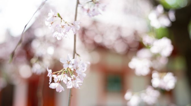 【満開の桜と共に】和装フォトウェディング✿