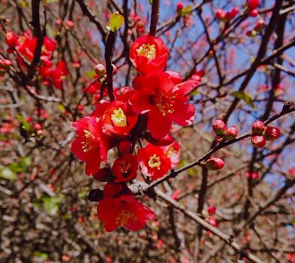明日は２９日、二月もあっというまに終わり、いよいよ３月が始まりますね！境内の桜や木瓜はお花見に向けて準備中のようです♪