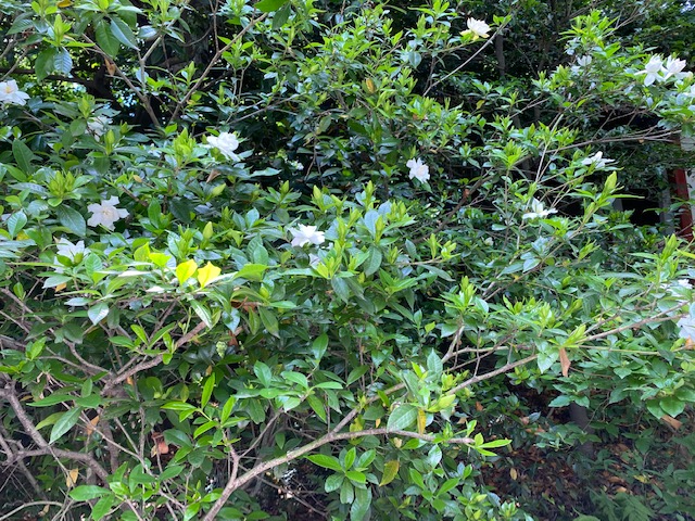 クチナシの花が咲いておりました とても甘い良い香りです 冠稲荷神社ブログ