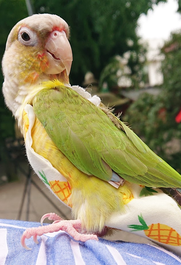 今日は朝から色が可愛い小鳥さんがお参りに来てくれました 冠稲荷神社ブログ
