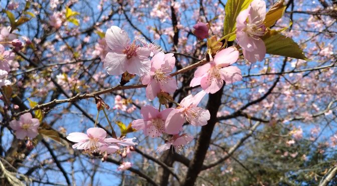 河津桜は七分咲き、木瓜の開花はもうすぐ…。境内のお花情報です♪