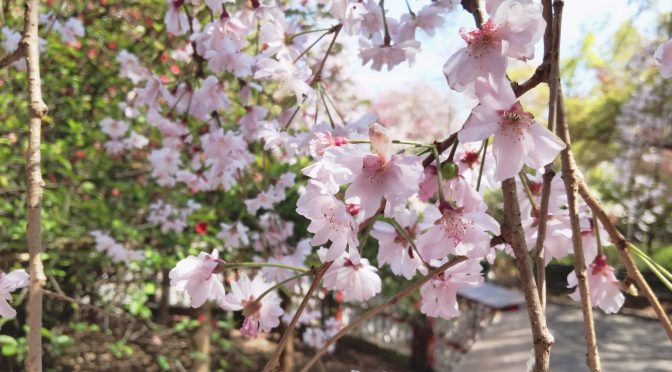 桜は見納めですが、まだまだ見どころがいっぱい！今の境内の様子は…