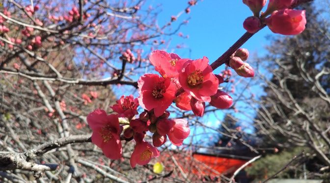 開花情報✿