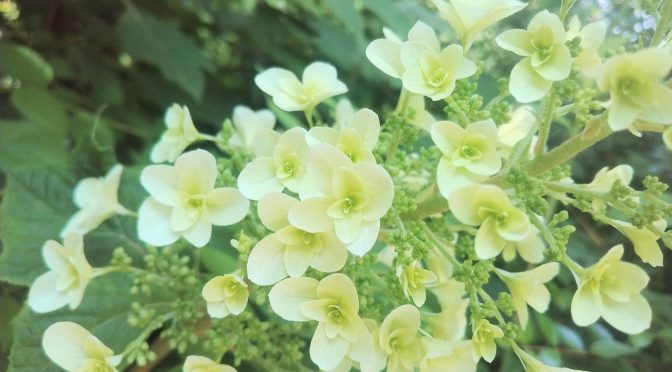 初夏の花♪