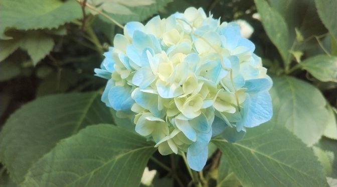 ６月の冠稲荷神社