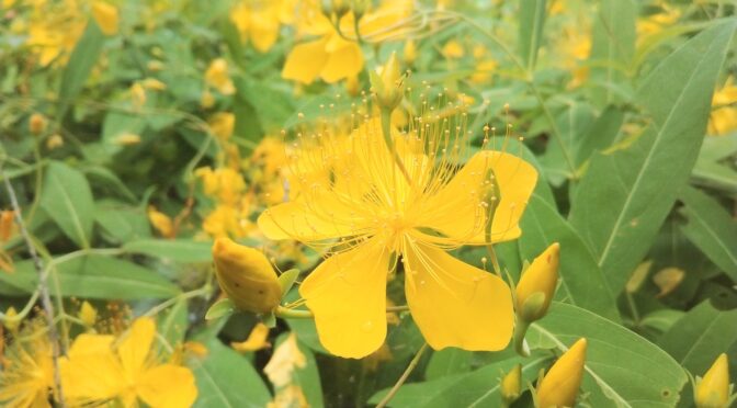 ８月の限定御朱印