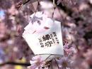  5月:石畳の枝垂桜(しだれざくら)